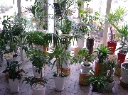 観葉植物コーナー